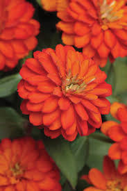 Nasturtiums come in both bush forms and climbing vines. 8 Easy Container Plants To Grow From Seed