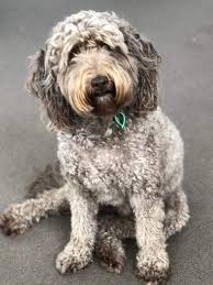 Welcome to countryside at victoria park! Dog Gastro Virus Rampant In Richmond S Citizens Park Inner City Areas Herald Sun