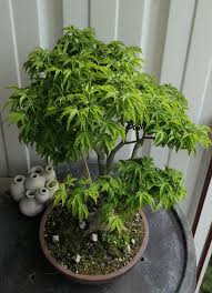 Rare blue maple seeds bonsai tree plants pot suit for diy home garden japanese maple seeds 20 pcs / kinds free shipping. My Bonsai Shishigashira Japanese Maple Bonsai