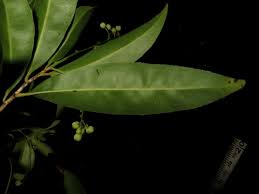 Image result for Brackenridgea