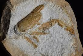 Image result for Glyphaea