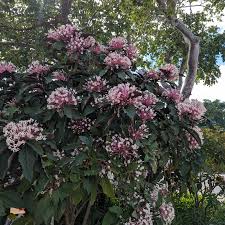 Image result for Clerodendrum melanocrater