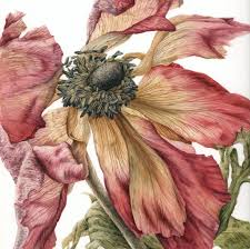 Julia Trickey Botanical Watercolor Botanical Art Botanical Drawings