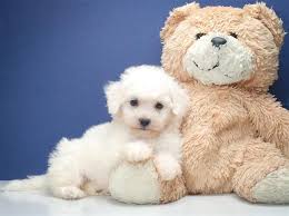 Ask for our 'special order' option. Bichon Frise Puppies For Sale In Ohio Buy Teacup Puppies Bichon Frise Bichon Frise Puppy Bichon
