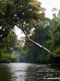 Lembaga kemajuan terengganu tengah ( ketengah ) unit pelancongan & pembangunan tasik kenyir tel : The Slow Travel Guide To Taman Negara Ancient Rainforest Taman Negara Sungai Laos