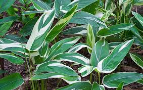 Image result for Maranta arundinacea