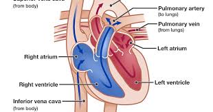 Veins return blood back toward the heart. The Circulatory System Before And After Birth