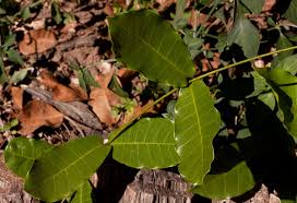 Image result for Dictyophleba