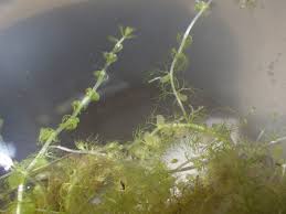 Image result for Utricularia reflexa