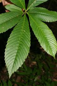 Image result for Tetracera