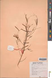 Image result for Tephrosia linearis