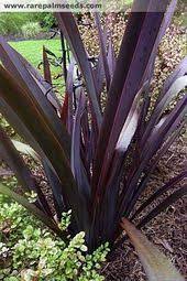 Phormium Tenax 39 All Black 39 New Zealand Flax 39all Black39 Flax Phormium Tena New Zealand Flax Beach Garden Plants Tropical Garden