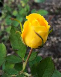 Check spelling or type a new query. Rosa Wekamanda Irish Luck Rose Limelight Rose St Patrick Rose North Carolina Extension Gardener Plant Toolbox