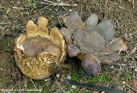 Image result for Scleroderma polyrhizon