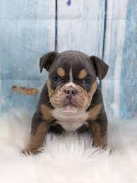 All dogs are spayed/neutered, current on vaccinations, heartworm tested, and dewormed. Puppies For Sale Near Cleveland Ohio All Star Family Pets