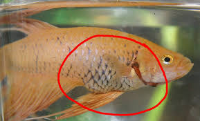 The Top 6 Reasons Your Betta Is Bloated Prevent Diagnose Treat Aquariumfishcity Guide For Fishes And Aquarium Lovers
