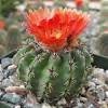 Cacti have one of the most diverse, prettiest and most colorful flowers among succulents. 1