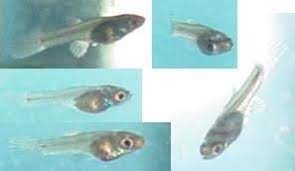 Breeding Guppies Information About Guppy Breeding Methods Guppy Guppy Fish Freshwater Aquarium Fish