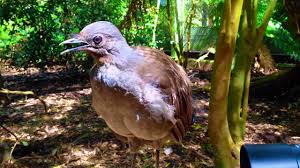 Video Shows Lyrebird Call Perfectly Mimicking Crying Human Baby