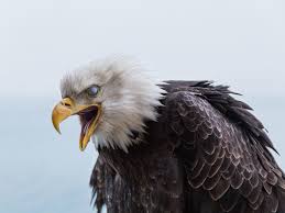 Originating in los angeles in 1971, its founding members were glenn frey, don henley, bernie leadon, and randy. Eagles Are Being Killed For Black Market Body Parts