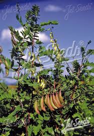 Image result for Astragalus