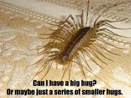 Here 39 S Why You Should Never Squash A Centipede Funny Pictures Funny Big Hugs