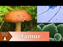 3.9 menjelaskan 3.11.1 menjelaskan konsep fungsi sinus. Kelas 10 Biologi Jamur Video Pendidikan Indonesia Youtube