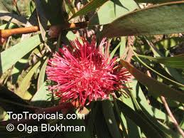 Image result for Hakea laurina