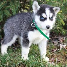 However, free husky dogs and puppies are a rarity as rescues usually charge a small adoption fee to cover their expenses (usually less than $200). Siberian Husky Puppies For Sale Find Siberian Huskies For Sale Vip Husky Puppies For Sale Puppies Siberian Husky Puppies For Sale