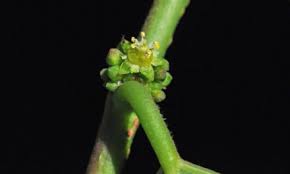 Image result for Cola natalensis