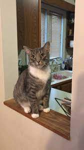 Includes product analysis, ingredient lists, nutritional find the best cat food for your cat from 3100+ products and 170+ brands. I M Hungry Feed Me What Brand Kind Of Cat Food Do You Recommend Cats