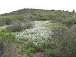 Image result for Indigofera cryptantha