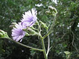 Image result for Lactuca inermis