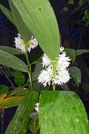 Image result for Corymborkis