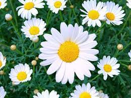 Best Of Daisey Flowers And Description Daisy Flower Daisy Flower Meaning Daisy Flower Types