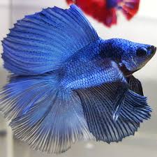 Ikan cupang cello adalah sebutan untuk ikan cupang yang memilki warna putih transparan seperti daging di sejur tubuhnya sampai ekor. 13 Ikan Cupang Hias Dan 8 Jenis Cupang Hasil Kawin Silang Betta Sp Lengkap Triharyono Com