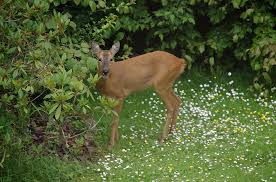 Lactating mothers will consume more. Deer Resistant Plants Insteading