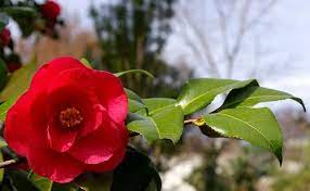 Camellia Japonica Common Camellia Camellia Flower Plants Lantana Plant