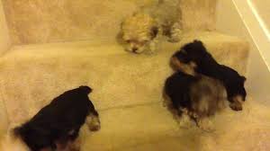 Browse thru thousands of yorkiepoo dogs for adoption near in usa area, listed by dog rescue organizations and individuals, to find your match. Tiny Yorkie Poo Puppies Looking For A Fun Home Is This You I Want To Happy Youtube