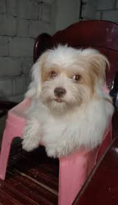 Happy dogs. Cosy beds. Home from home 🐾🏡