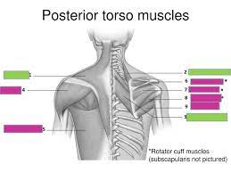 Go to real anatomy and select muscular. Muscles Of The Torso Ppt Download
