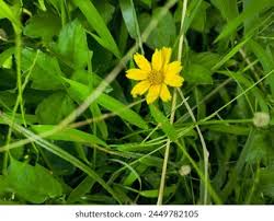 Image result for Guizotia