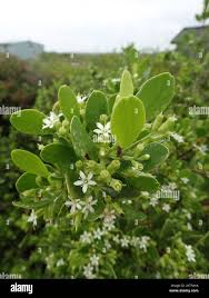 Image result for Lumnitzera racemosa