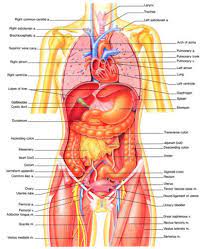By alan mcconchie :) and beth schechter :d. Pin On Human Body Anatomy