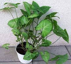 (if you crimp the end of the pipe with a pipe wr ench or Syngonium Podophyllum Nephthytis Arrow Head Plant Goosefoot Plant Guide Our House Plants