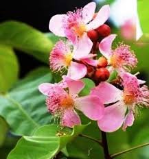 Image result for Psilotrichum sericeum