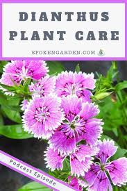 Pin On Fall Garden Flowers