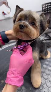 Image result for yorkshire haircut