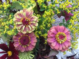 Even though they are from warmer countries, they grow amazingly well if given free drainage and full sun. Zinnia Elegans Queen Red Lime Seed