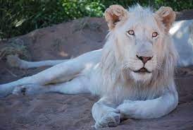 Transvaal Lion Sand Cat Lions Feline